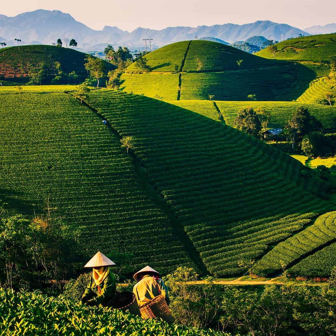 3-most-popular-tea-varieties-in-vietnam